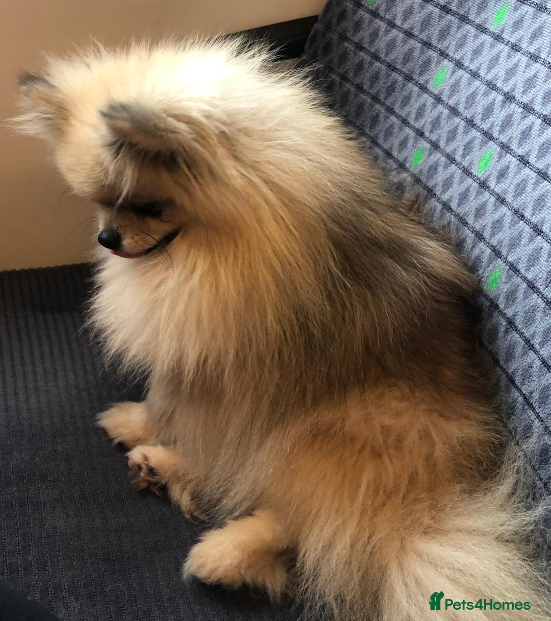 Pomeranian dogs for sale: Extra small pom girl 1kg - Image 7