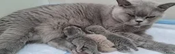British Shorthair cats for sale:  lovely british shorthair kittens  - Advert 2