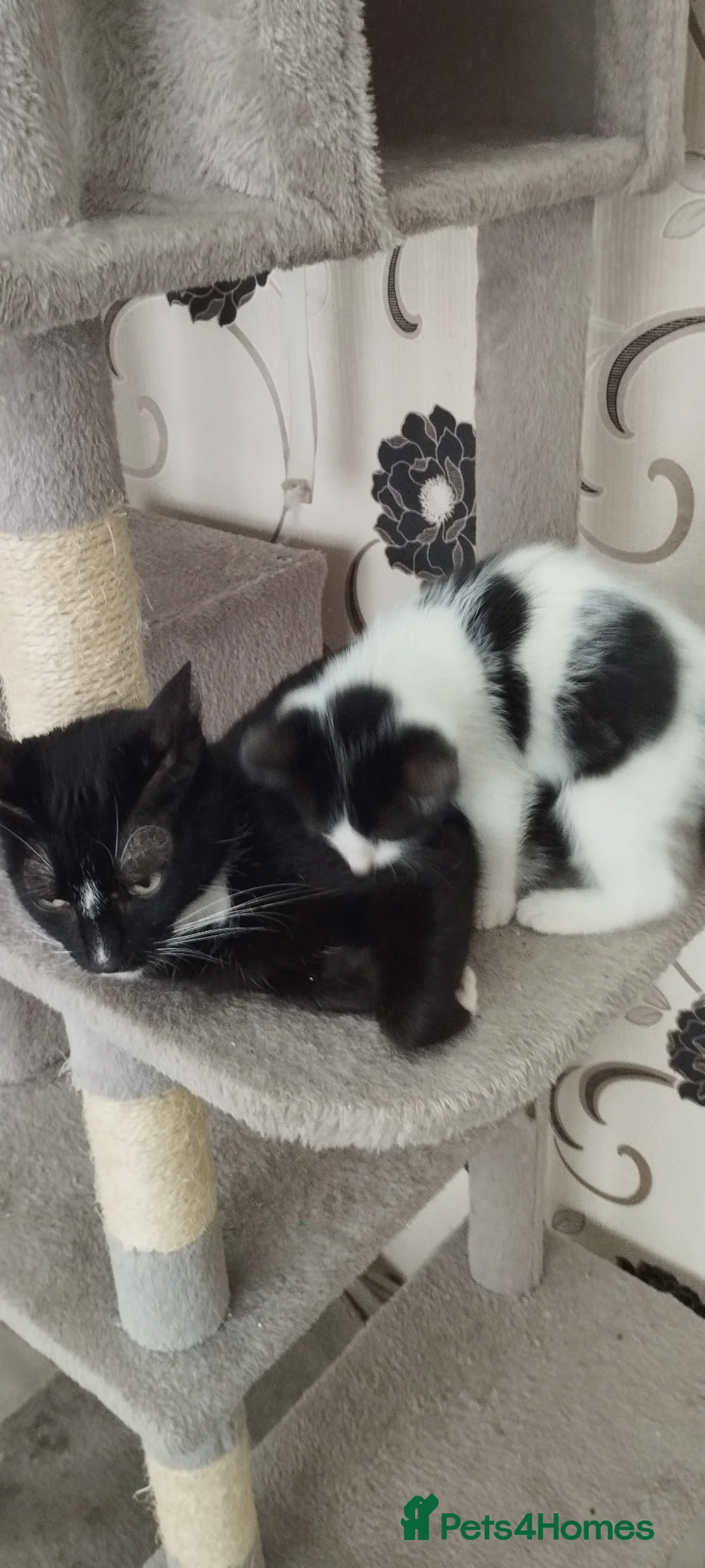 British Shorthair cats for sale: Cutie kittens search new lovely homes - Advert 1