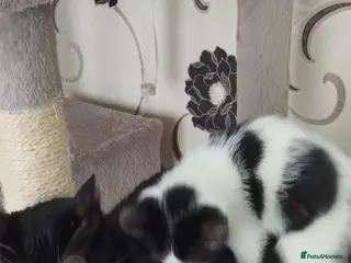 British Shorthair cats Cutie kittens search new lovely homes - Advert 1