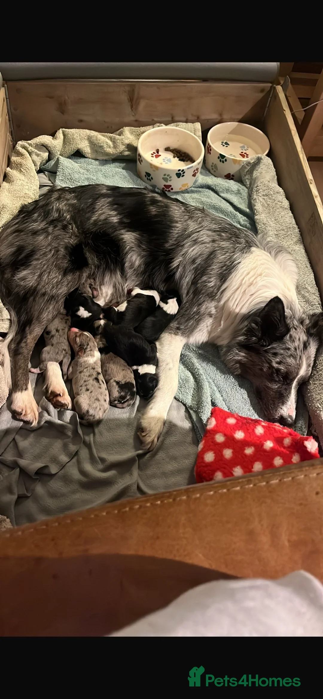 Border Collie dogs for sale: Blue Merle and Tri border collie pups - Advert 1