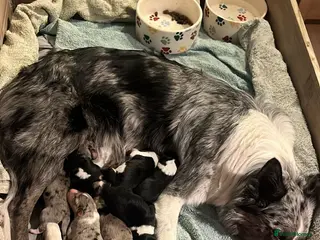 Border Collie dogs Working border collie pups - Advert 1