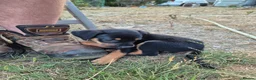 Mixed Breed dogs for sale: 8 Huntaway x puppies for sale - Advert 18