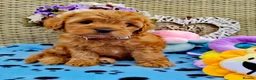 Cavapoo dogs for stud: F1B Cavapoo Stud Dog🐾 - Advert 14