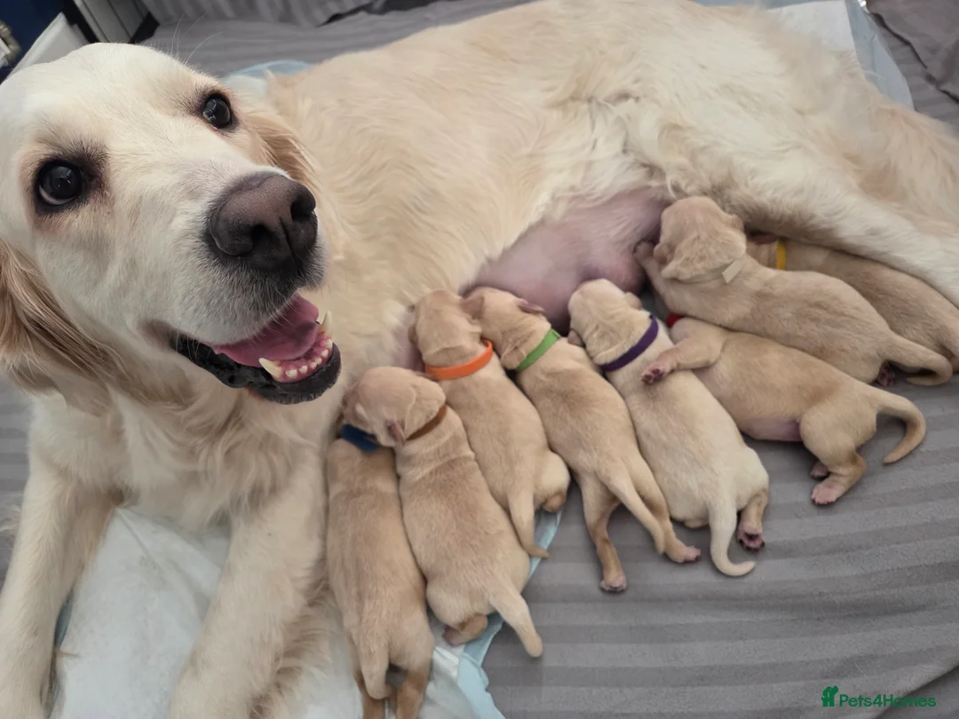 Goldador dogs for sale: Goldador Puppies – Show & Working Lines in Perth - Advert 4