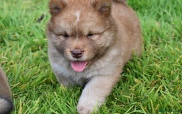 Siberian Husky dogs for sale: Beautiful Chowski puppies  - Image 6