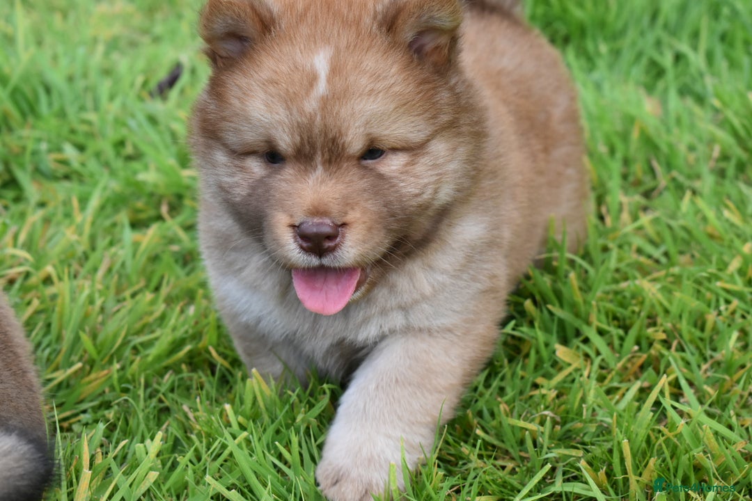Siberian Husky dogs for sale: Beautiful Chowski puppies  - Image 6