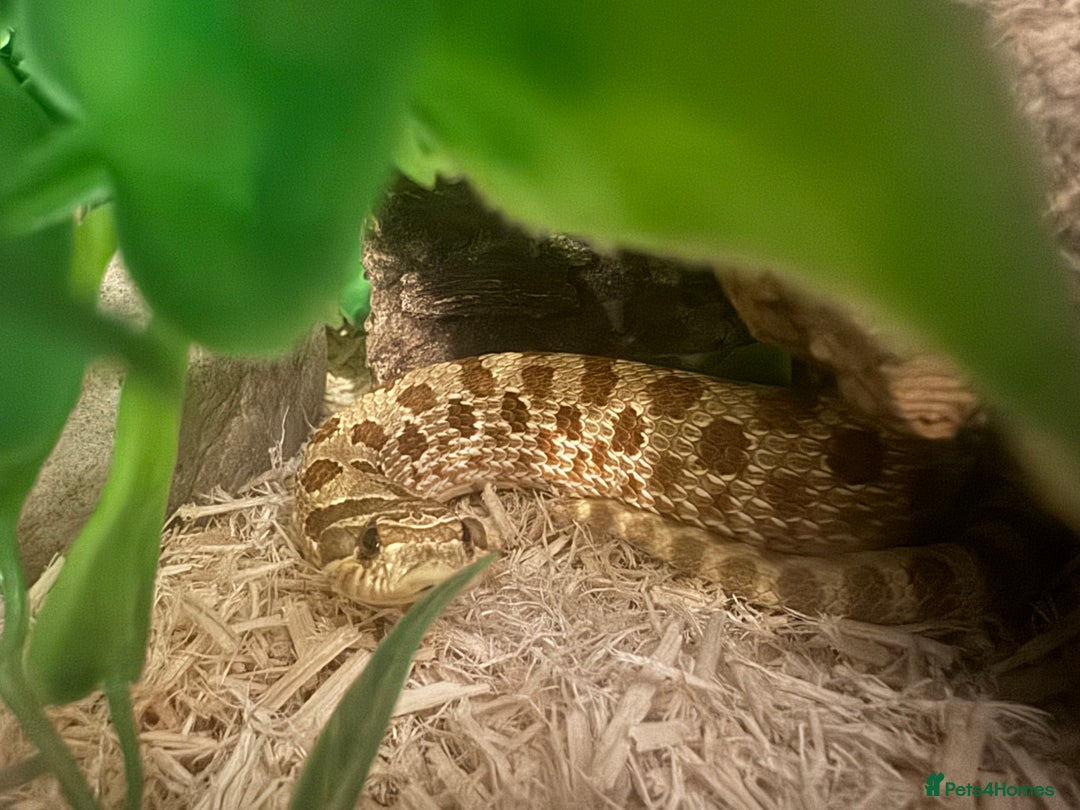 Snake reptiles for sale: Hognose snake and set up  - Image 5
