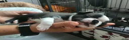 Boston Terrier dogs for sale: 5 BEAUTIFUL BOSTON TERRIER PUPPIES  - Advert 3