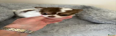Chihuahua 1