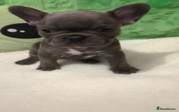 French Bulldog dogs for sale: Beautiful french bulldog puppies  - Advert 6
