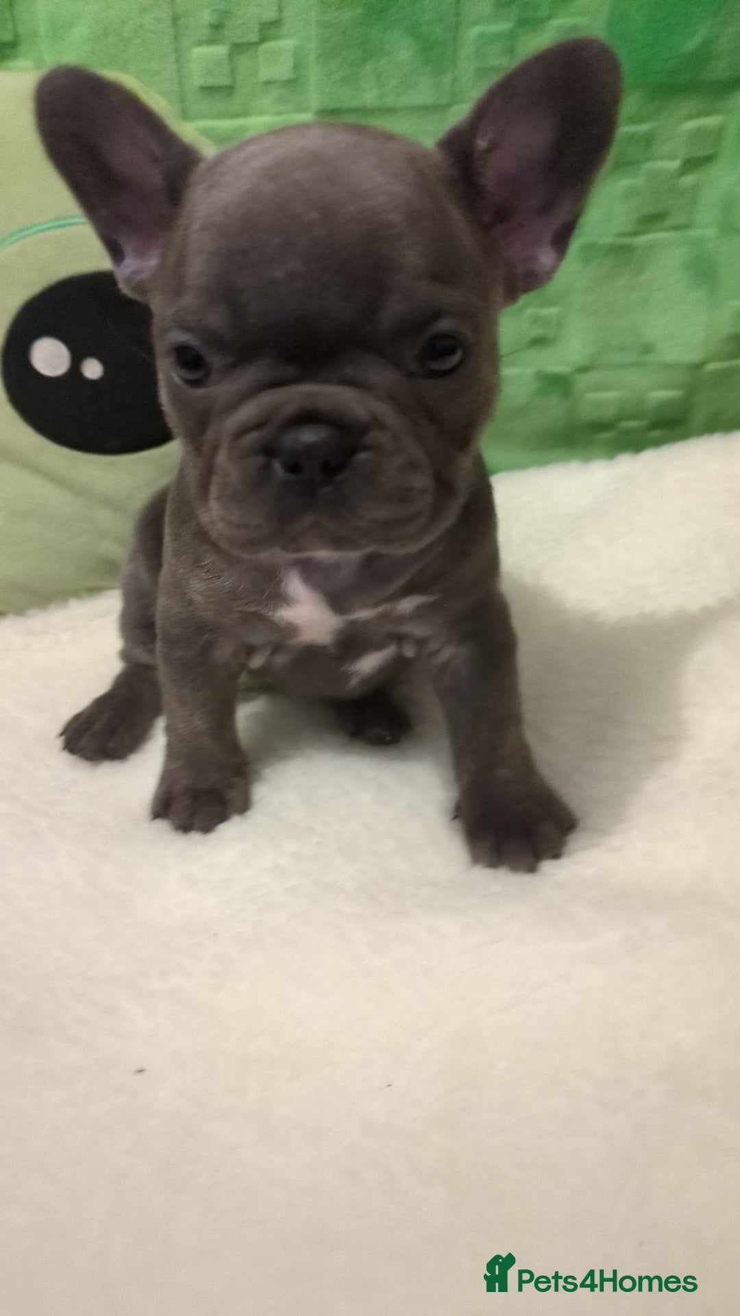 French Bulldog dogs for sale: Beautiful french bulldog puppies  - Advert 6