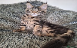 Maine Coon cats for sale: Lintons Pride Maine Coon Kittens. Ready Now - Image 20