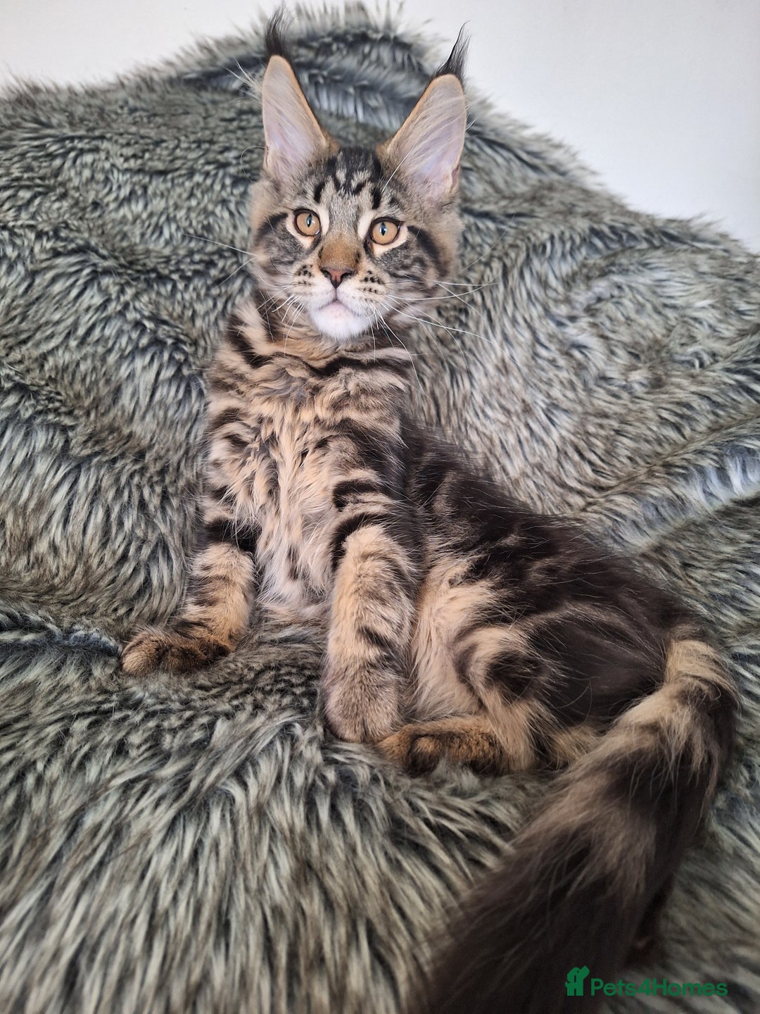 Maine Coon cats for sale: Lintons Pride Maine Coon Kittens. Ready Now - Image 20