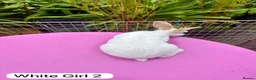 Rex rabbits for sale: Mini Rex Rabbits Mixed Colours Very Friendly  - Advert 6