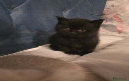 British Shorthair cats for sale: British shorthair kittens - Image 2