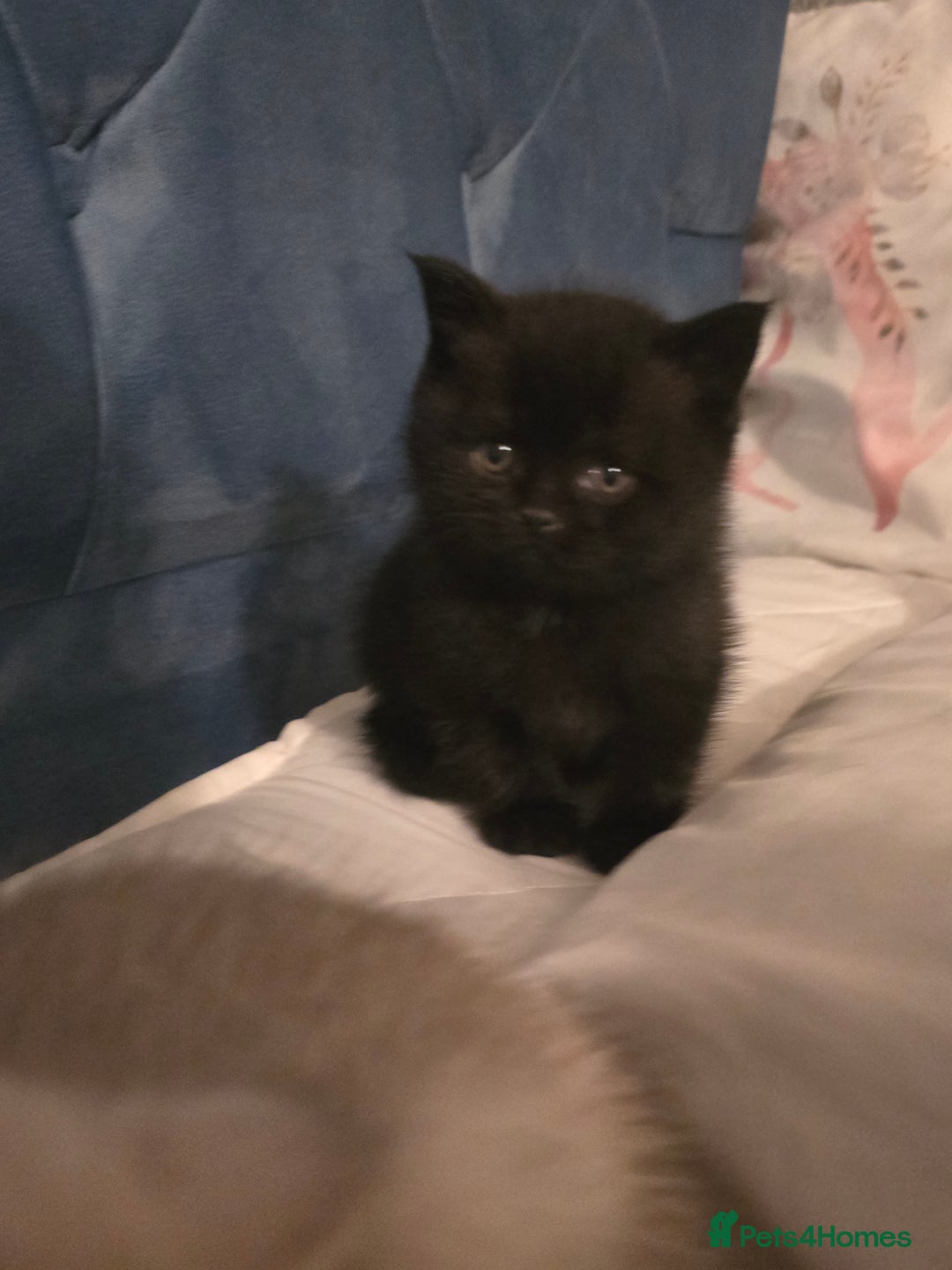 British Shorthair cats for sale: British shorthair kittens - Image 2
