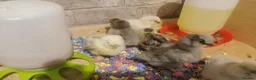 Chickens poultry for sale: Silkie Chickens  - Advert 8
