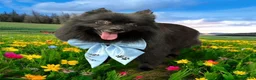 Pomeranian dogs for sale: Pomeranian £0 - Advert 7