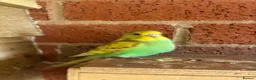 Budgerigars birds for sale: Baby budgies for sale Wigan  - Advert 18