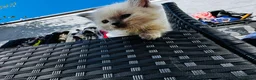Ragdoll cats for sale: One ragdoll girls  - Advert 4
