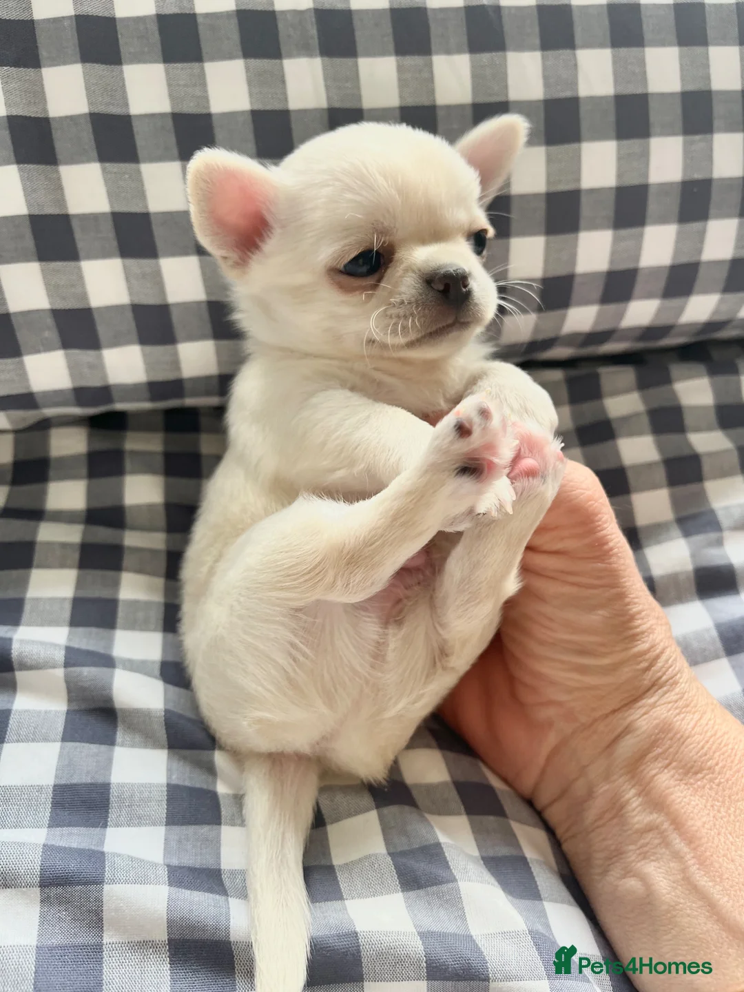 Chihuahua dogs for sale: SMOOTH KC REG chihuahua pups cream champion lines - Advert 1