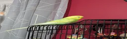 Budgerigars birds for sale: Female budgie for sale in Watford - Advert 3