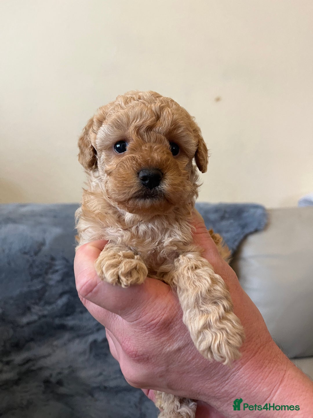 Shihpoo dogs for sale: beautiful shihpoo litter - Image 31