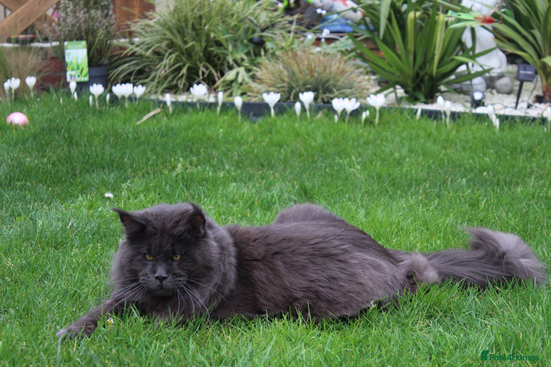 Maine Coon cats Maximus Majestic Maine Coon Stud  - Advert 2