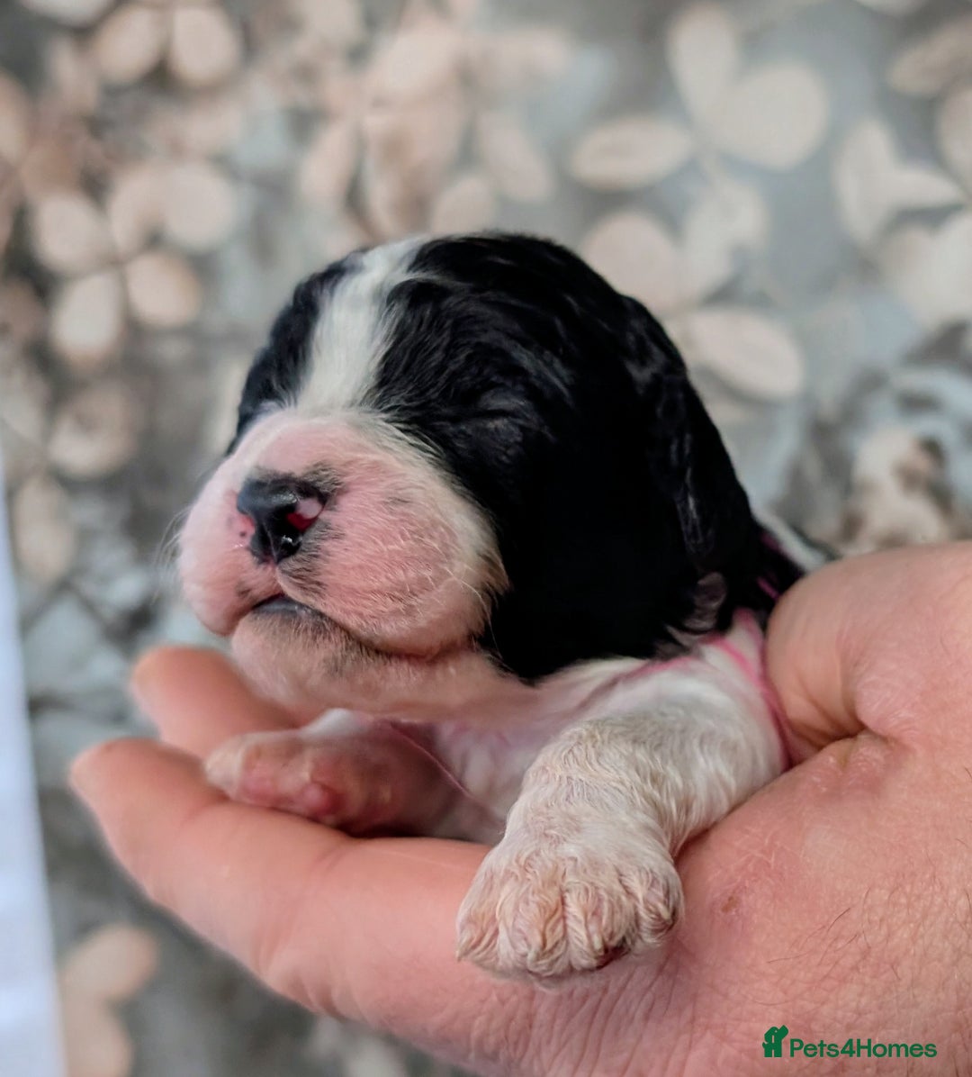 Cavapoo dogs for sale: ❤️F1 CAVAPOO BABIES❤️ HEALTH TESTED PARENTS!🐩 - Advert 8