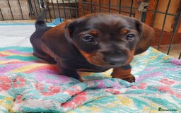 Miniature Dachshund dogs for sale: KC reg Miniature Wirehaired Dachshund girls - Image 7