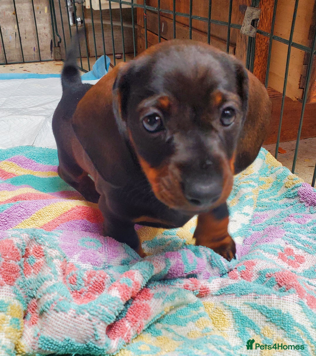 Miniature Dachshund dogs for sale: KC reg Miniature Wirehaired Dachshund girls - Image 7