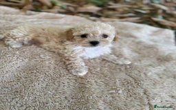 Poochon dogs for sale: Mini poochon  - Image 16