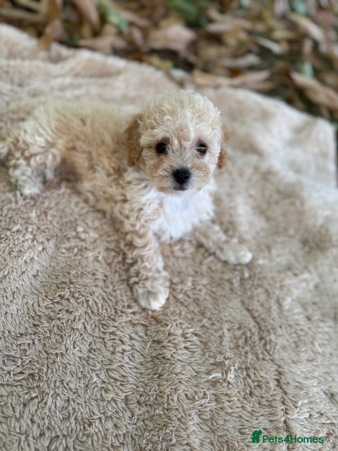 Poochon dogs for sale: Mini poochon  - Image 16