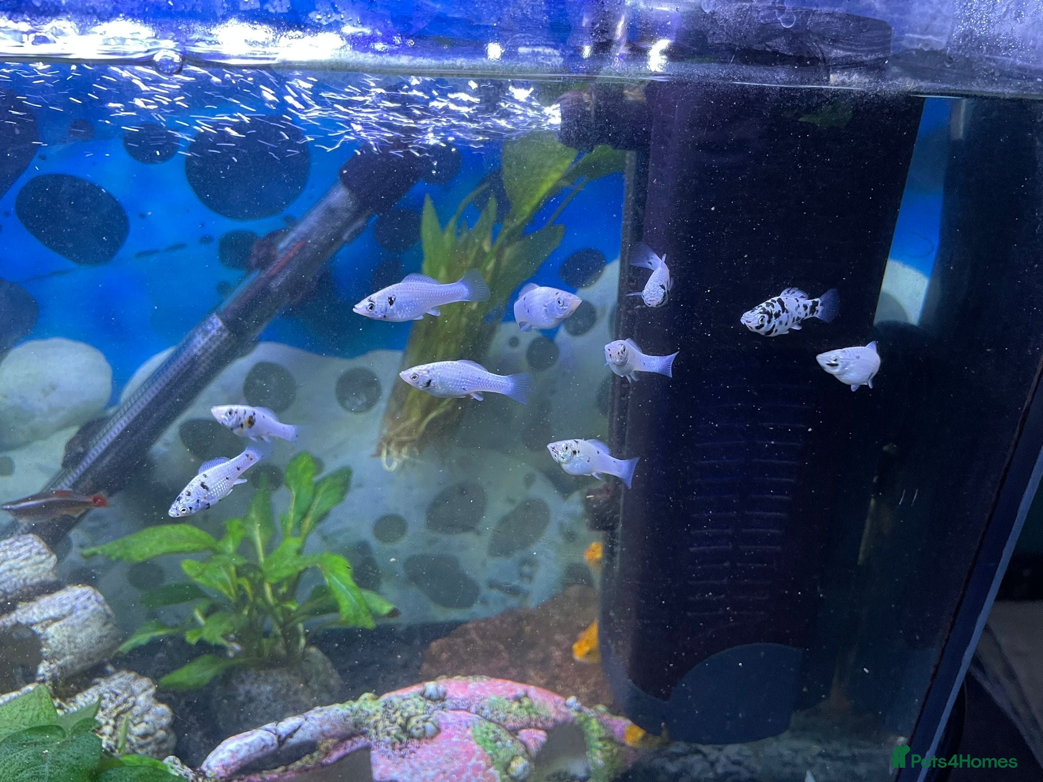 Mollies fish Dalmation Mollie - Advert 2