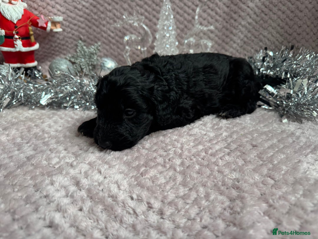 Labradoodle dogs for sale: Remaining boy Adorable Miniature Labradoodles left - Advert 23