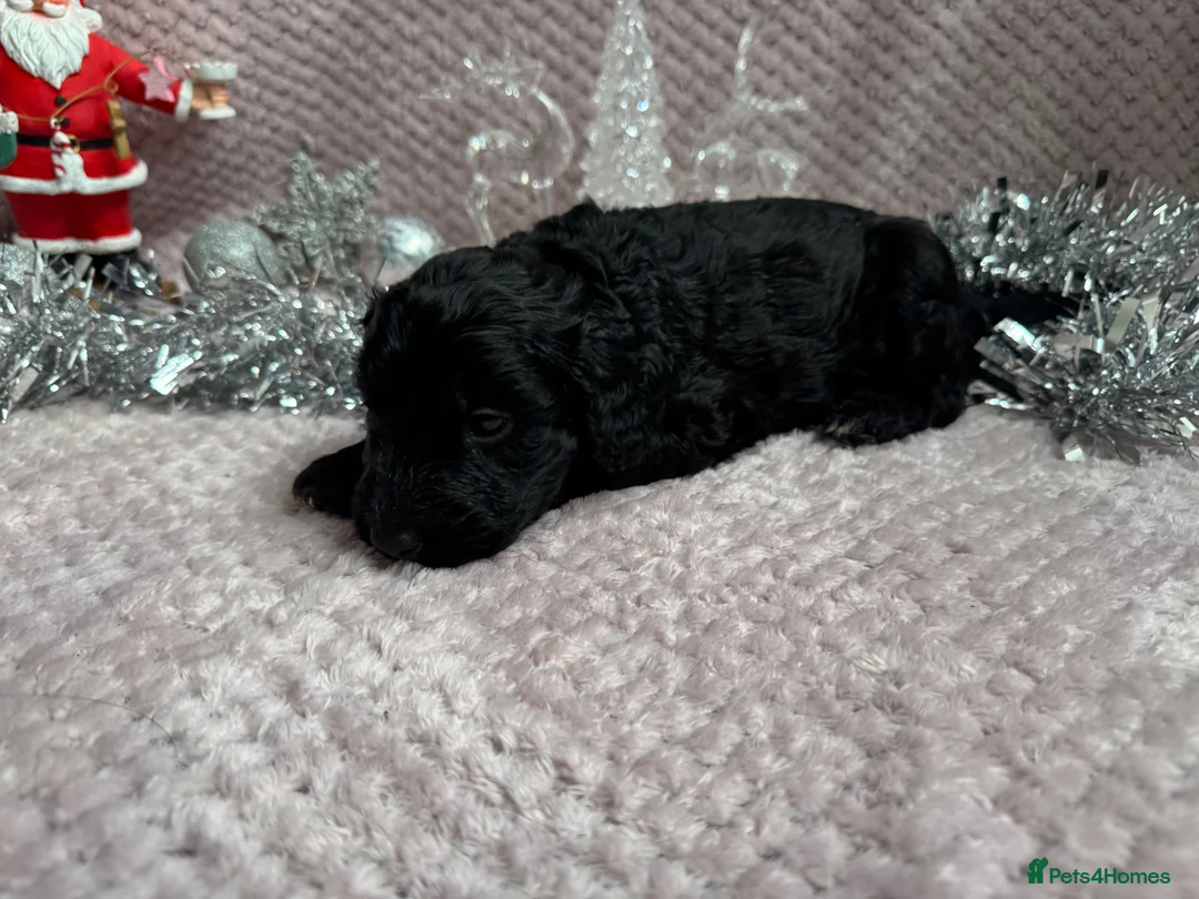 Labradoodle dogs for sale: Remaining boy Adorable Miniature Labradoodles left - Advert 23