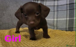 Mixed Breed dogs for sale: Dachschund x doxipoo puppies - Image 29