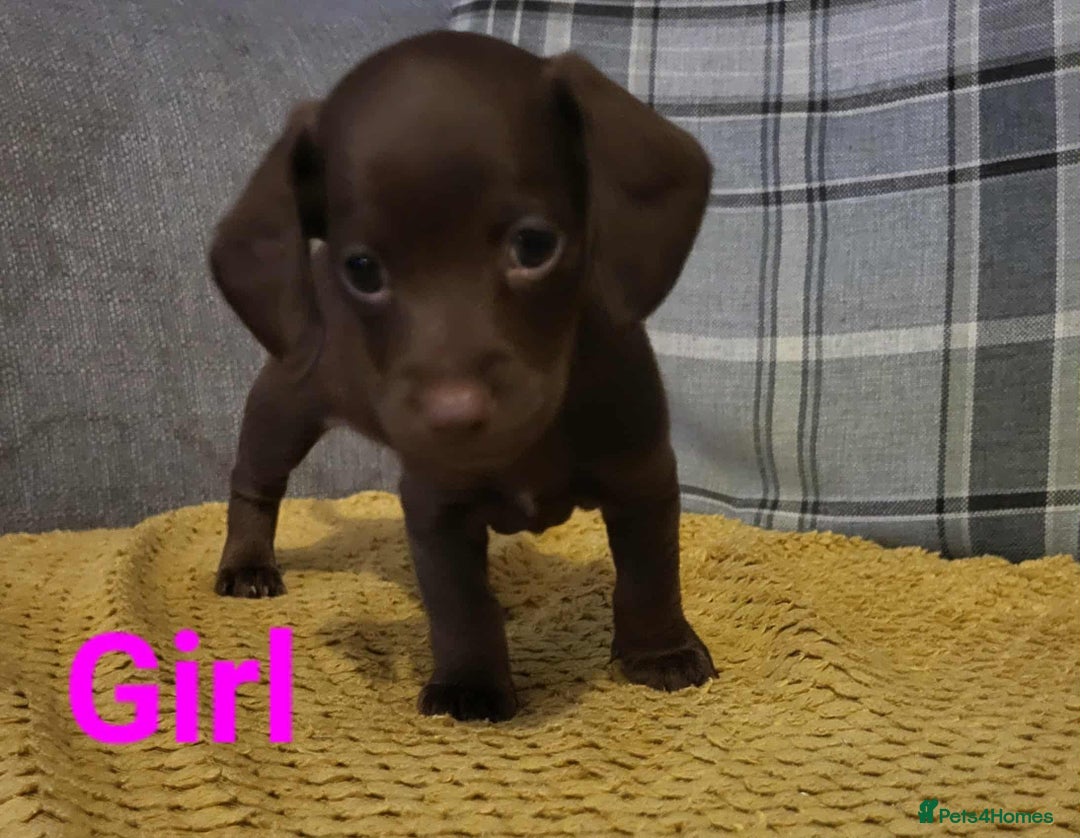 Mixed Breed dogs for sale: Dachschund x doxipoo puppies - Image 29
