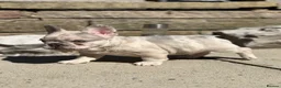 French Bulldog dogs for sale: Outstanding Frenchbull dog - Advert 11