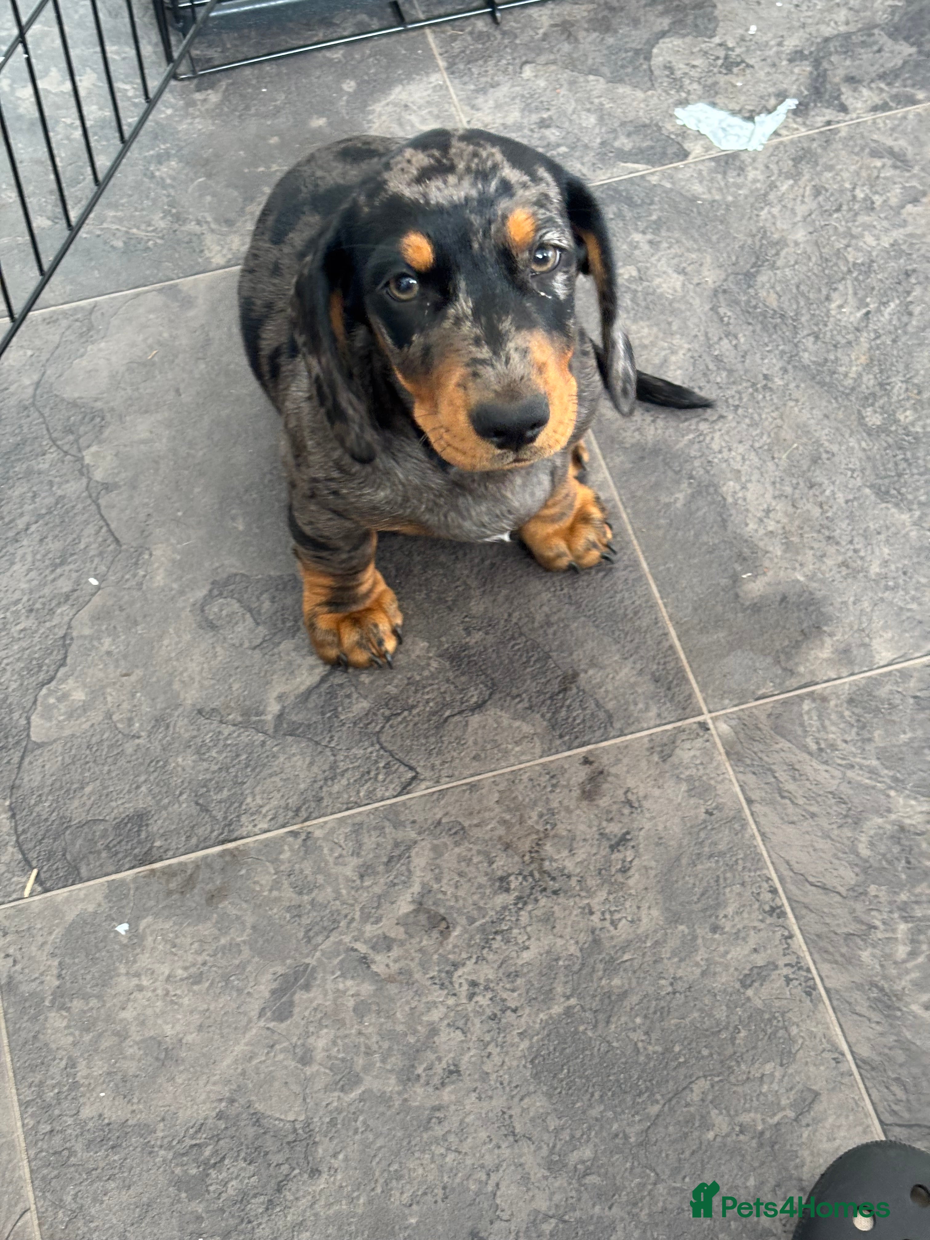 Dachshund dogs Male  - Advert 18