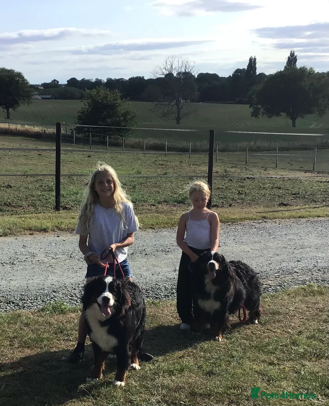 Bernese Mountain Dog dogs for sale: Stunning Bernese Mountain Dog, - Advert 8