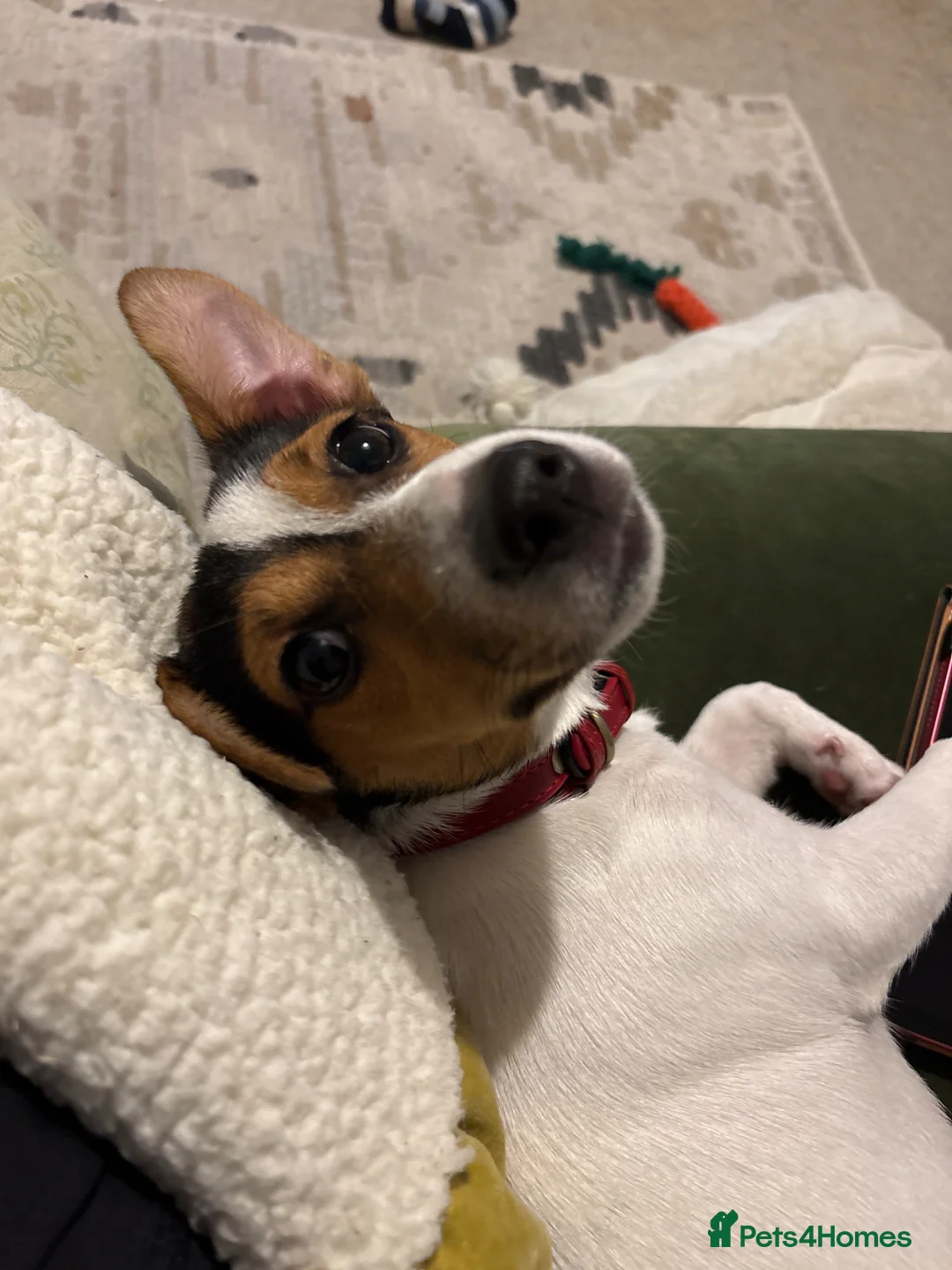 Jack Russell dogs for sale: Rehoming my young Jack Russell terrier, Daisy - Advert 5