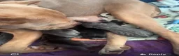 Mixed Breed dogs for sale: Came corso x pressa canario  in Dudley - Advert 1