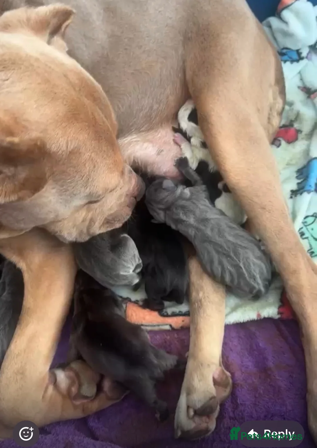 Mixed Breed dogs for sale: Came corso x pressa canario  in Dudley - Advert 1