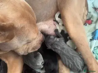 Mixed Breed dogs Cane corso x pressa canario - Advert 1