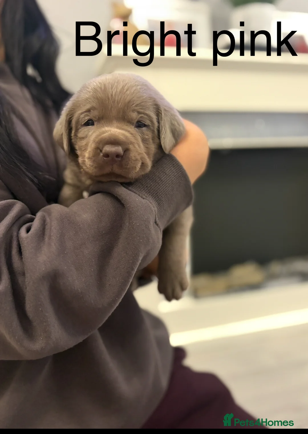 Labrador Retriever dogs for sale: KC silver Labrador (last girl remaining) orange  - Advert 26