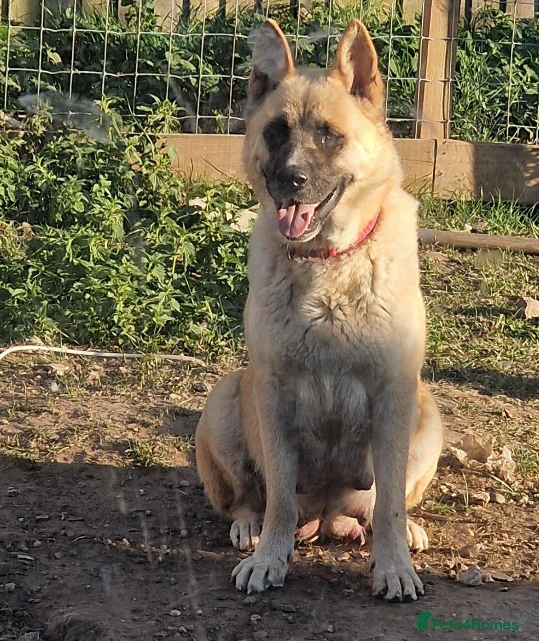 Mixed Breed dogs Akita cross with Russia sheep dog - Advert 5