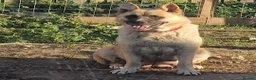 Mixed Breed dogs for sale: Akita cross with Russia sheep dog - Advert 1
