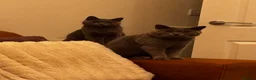 British Shorthair cats for sale: Last kitten ready now ❤️ - Advert 7